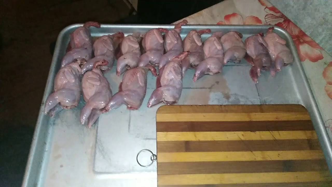 Как ощипать перепелов в домашних условиях