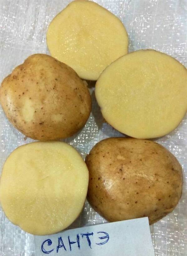 Картофель санте (сантэ): описание сорта, характеристики, советы по выращиванию и хранению