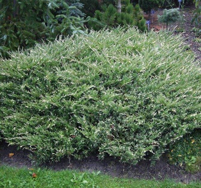 Можжевельник горизонтальный андорра вариегата (andorra variegata): посадка и уход, отзывы