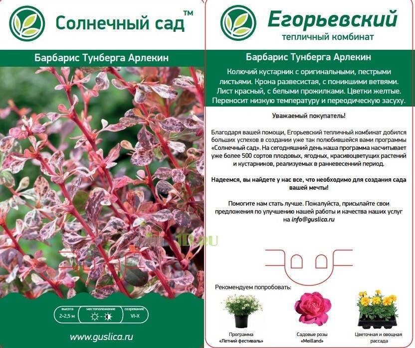 Посадка и уход за барбарисом тунберга, описание сортов и фото
