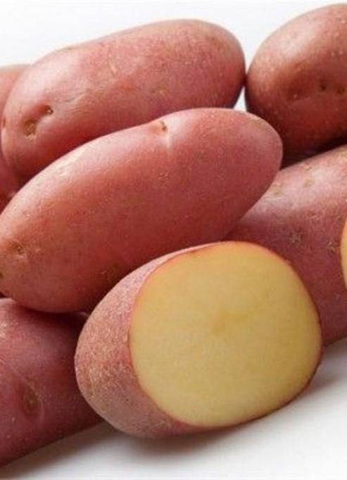 Ред леди картофель – описание сорта, характеристики + видео