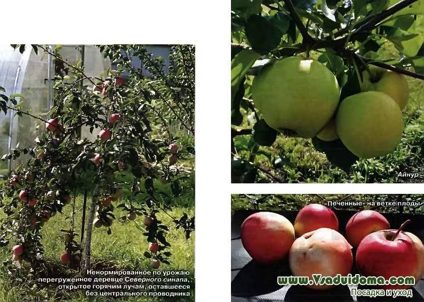 Яблоня "подарок садоводам": описание сорта, фото, отзывы