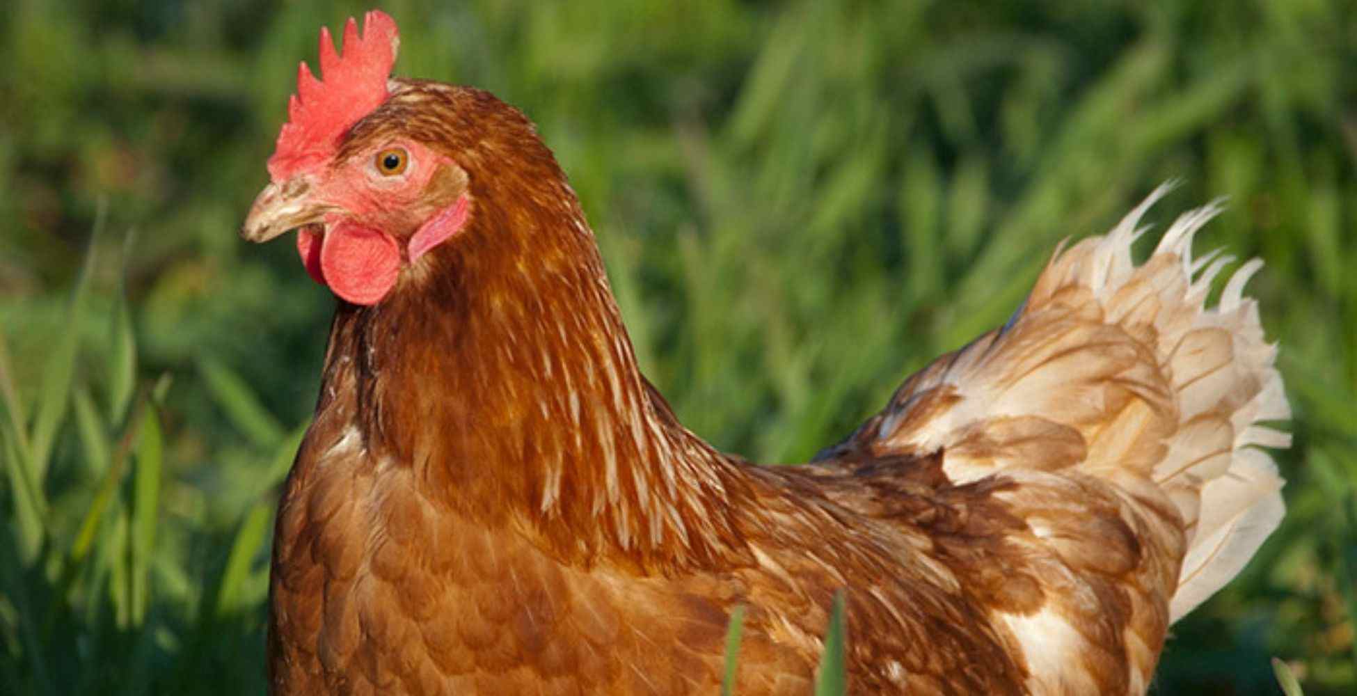 Ломан браун: характеристика и продуктивность породы кур, описание и отзывы, когда начинают нестись, цыплята и несушки