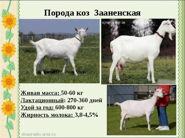 Ангорская порода коз — лидер шерстяного производства