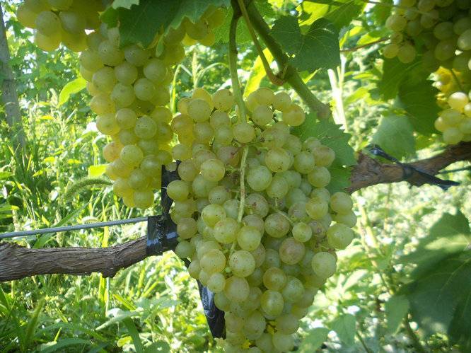 Виноград белое чудо описание