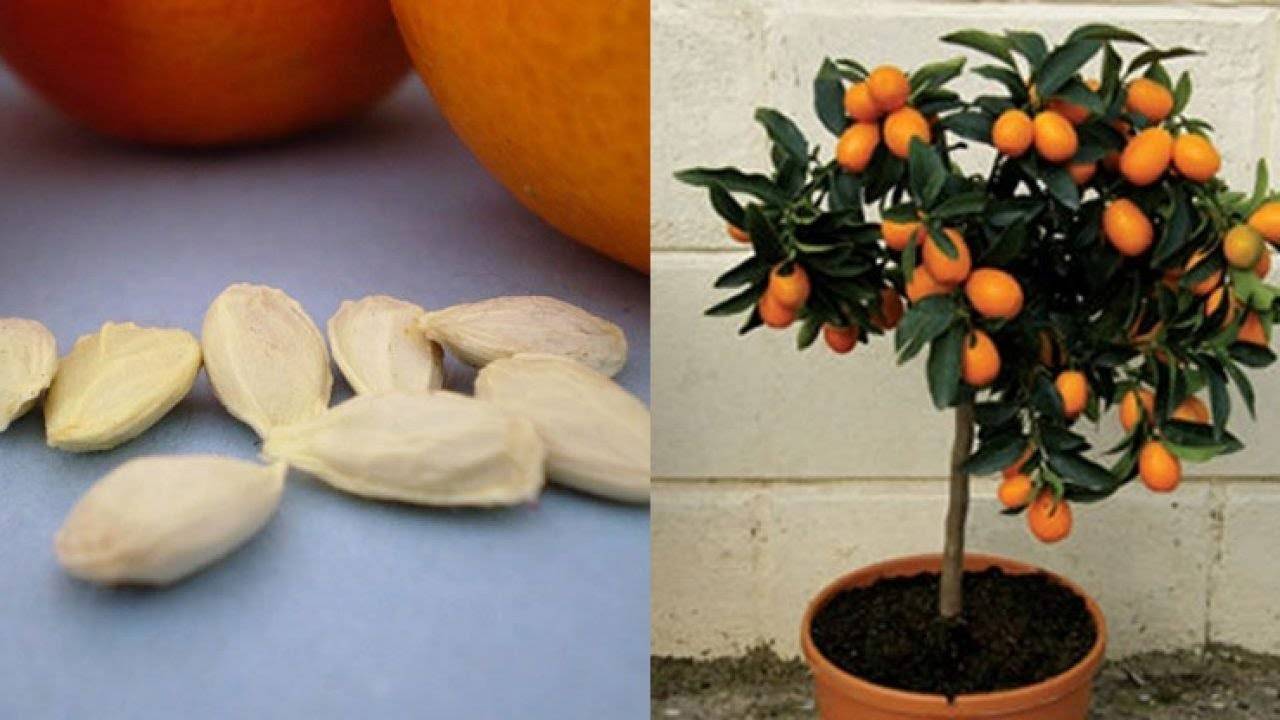 Как посадить апельсин в домашних условиях из косточки, инструкция по подготовке и посадке семян, дальнейший уход за апельсиновым деревом