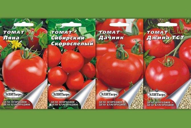 Томат джина