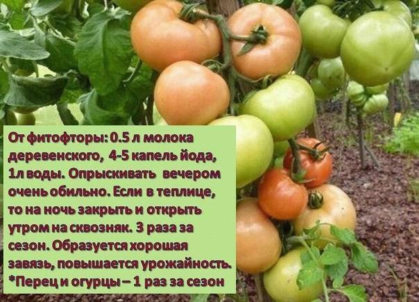 Чем обработать помидоры от фитофторы в теплице: лучшие покупные и народные средства для обработки томатов