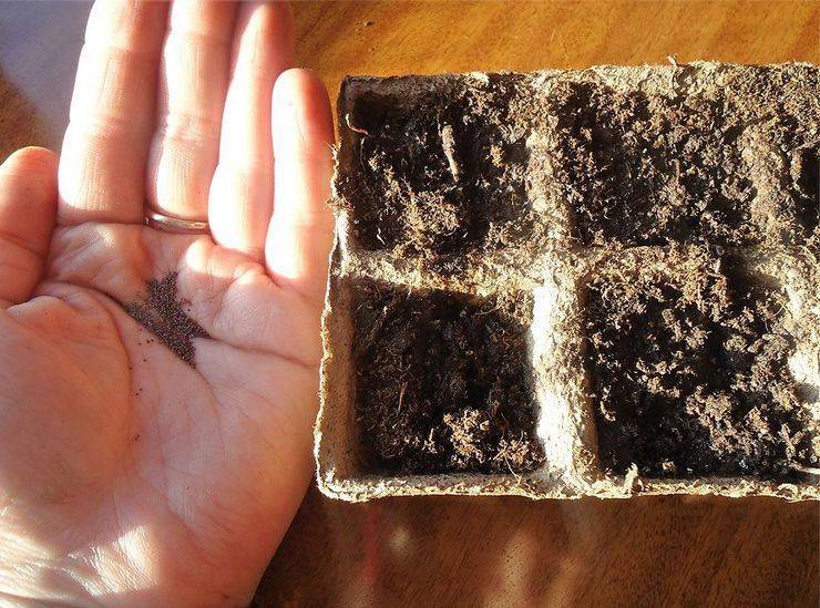 Как собрать семена петунии махровой - видео и фото