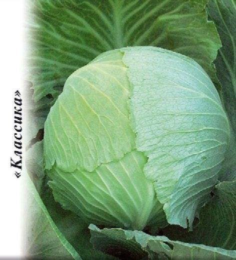 Капуста крюмон: описание, плюсы и минусы, урожайность, посадка и уход, отзывы