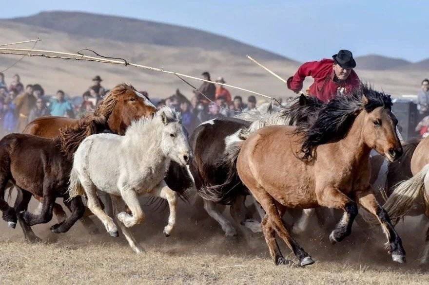 Монгольская лошадь