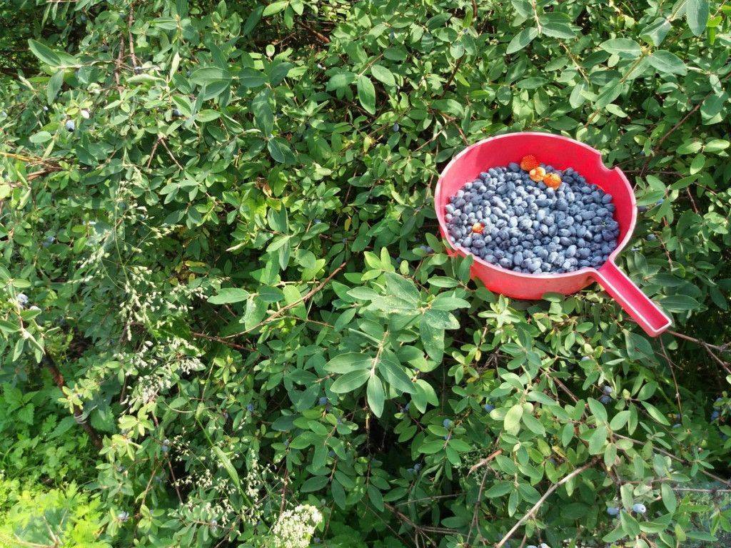 Когда и как посадить жимолость осенью в открытый грунт: правила и сроки высадки саженцев