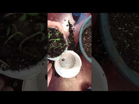 Выращивание рассады томатов в улитке видео