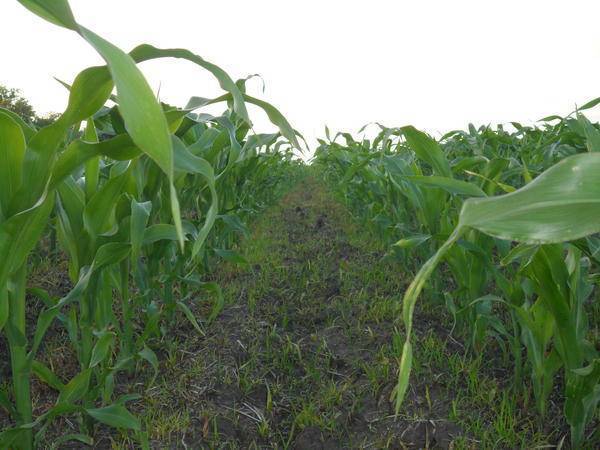 Гербициды для кукурузы: какие лучше выбрать и как использовать