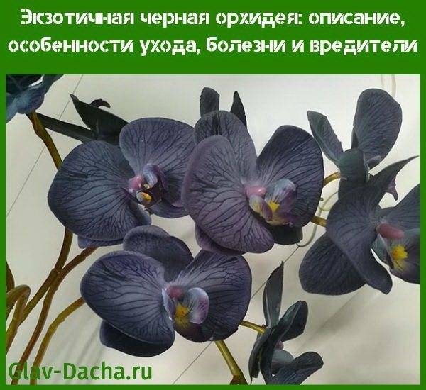 Цветок черная орхидея: правила выращивания