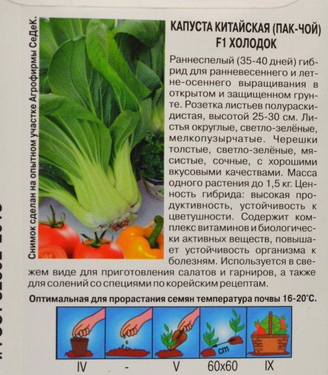 Почему пак чой пошла в цвет. как вырастить капусту пак-чой на своей даче. подготовка земли под посадку