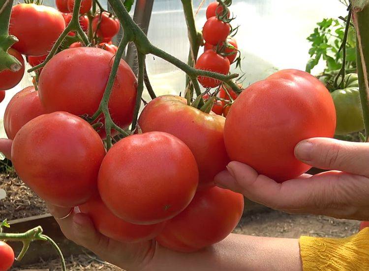 Томат гордость сибири характеристика и описание сорта