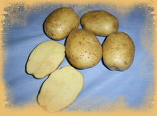 Картофель инара: описание сорта, фото, отзывы, урожайность, посадка и уход