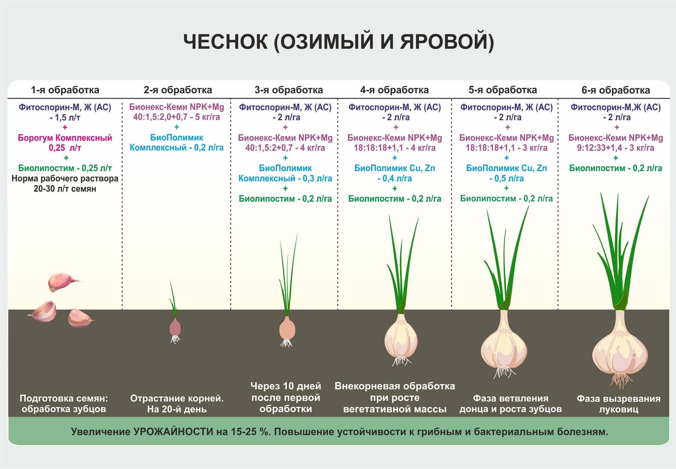 Как сажать чеснок весной: хитрости, сроки, способы
