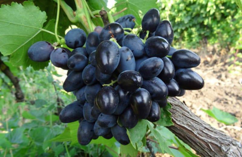 Сорта черного винограда - перечень с описанием и фото