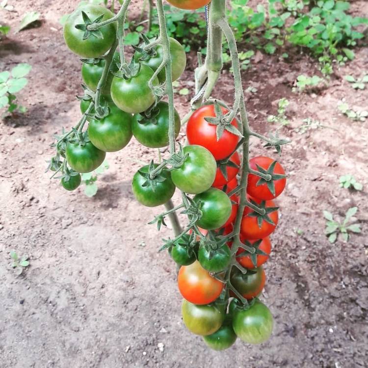 Лучшие сорта томатов для подмосковья для открытого грунта