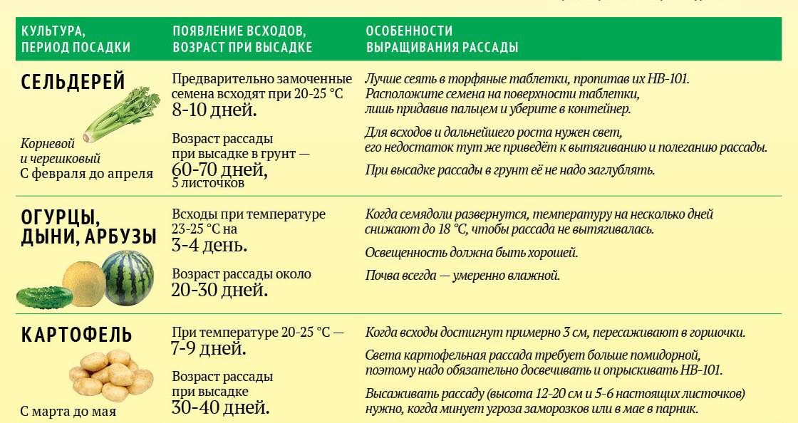 Когда и как сажать арбузы на рассаду в домашних условиях: правила ухода и выращивания