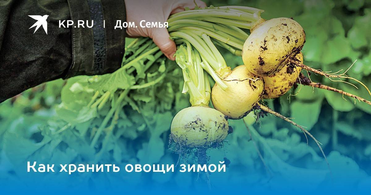 Когда убирать и как правильно хранить репу зимой в домашних условиях