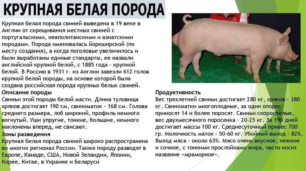 Крупная белая порода свиней: характеристика, виды, содержание
