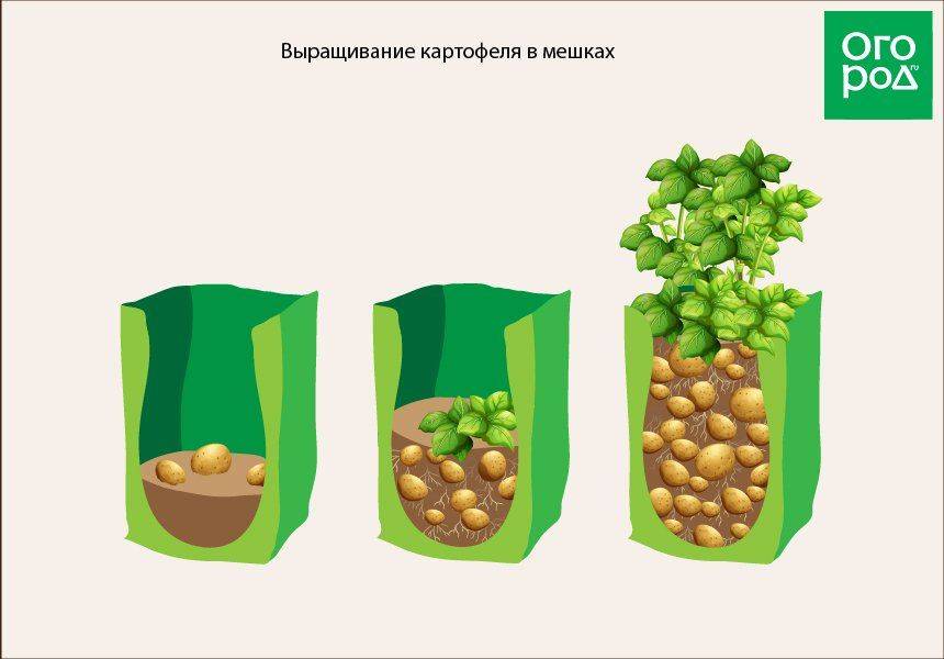 Технология выращивания картофеля в мешках: пошаговая инструкция, советы