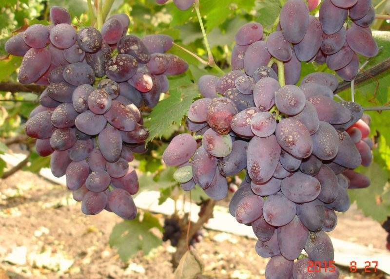 Описание сорта, отзывы и особенности выращивания винограда гурман ранний