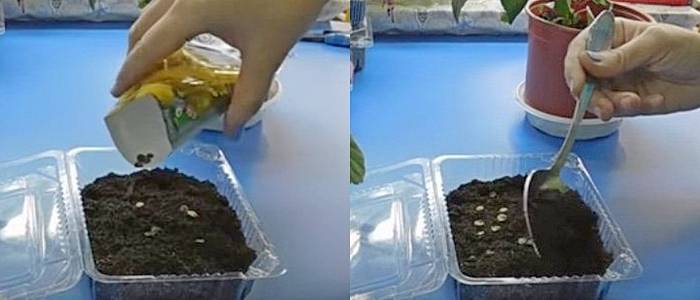 Цветы мальвы: свойства, фото. как вырастить цветы мальвы из семян?