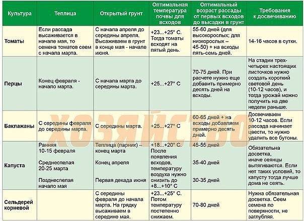 Рассада баклажанов: сроки посева, выращивание и уход