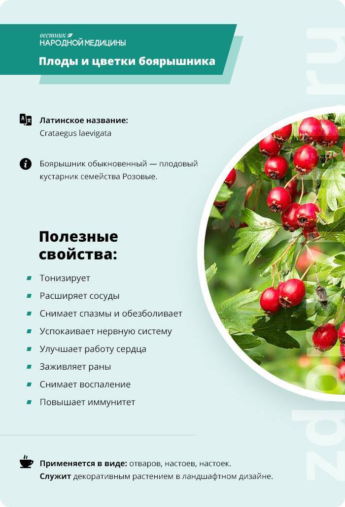 Боярышник: состав, калорийность, польза, рецепты