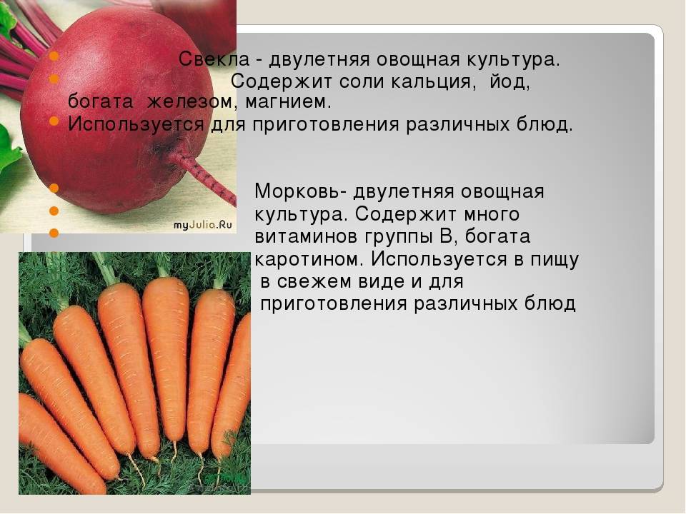 Черная морковь, польза и вред, применение в кулинарии