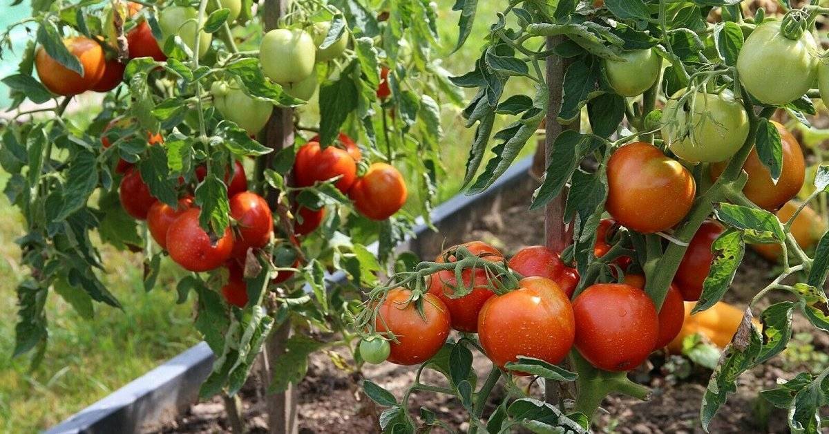 Описание супердетерминантного томата альфа и рекомендации по выращиванию сорта