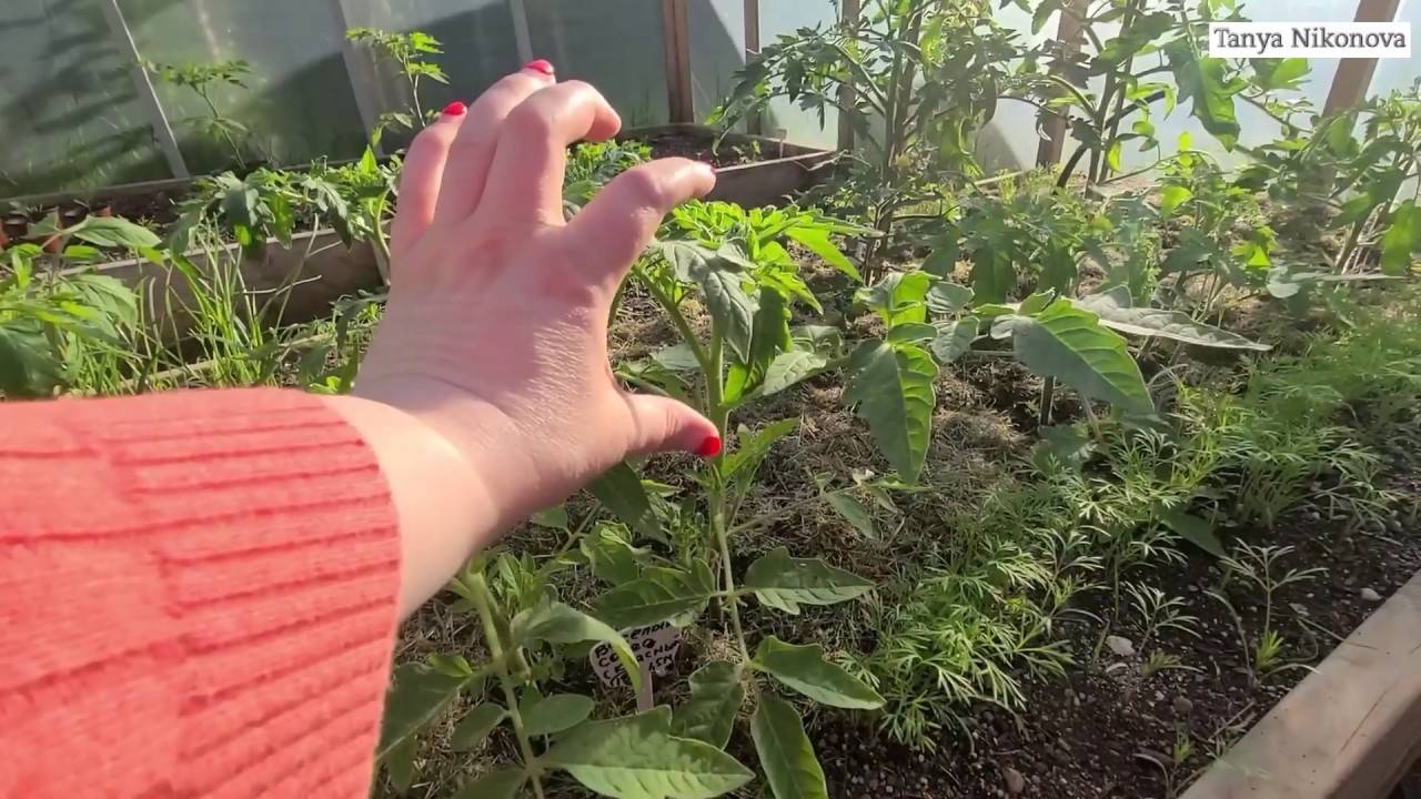 Как подкормить рассаду томатов дома: как развести золу, пропорции для полива