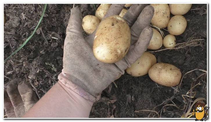 Картофель «удача»: описание сорта, фото, отзывы, особенности выращивания и уход