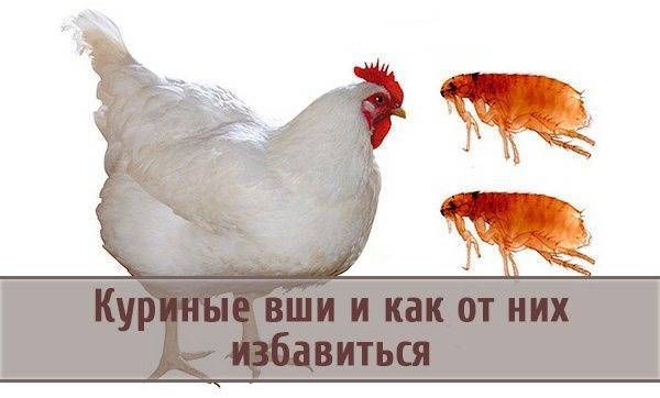 Блохи у кур: насколько опасны паразиты и как от них избавиться?