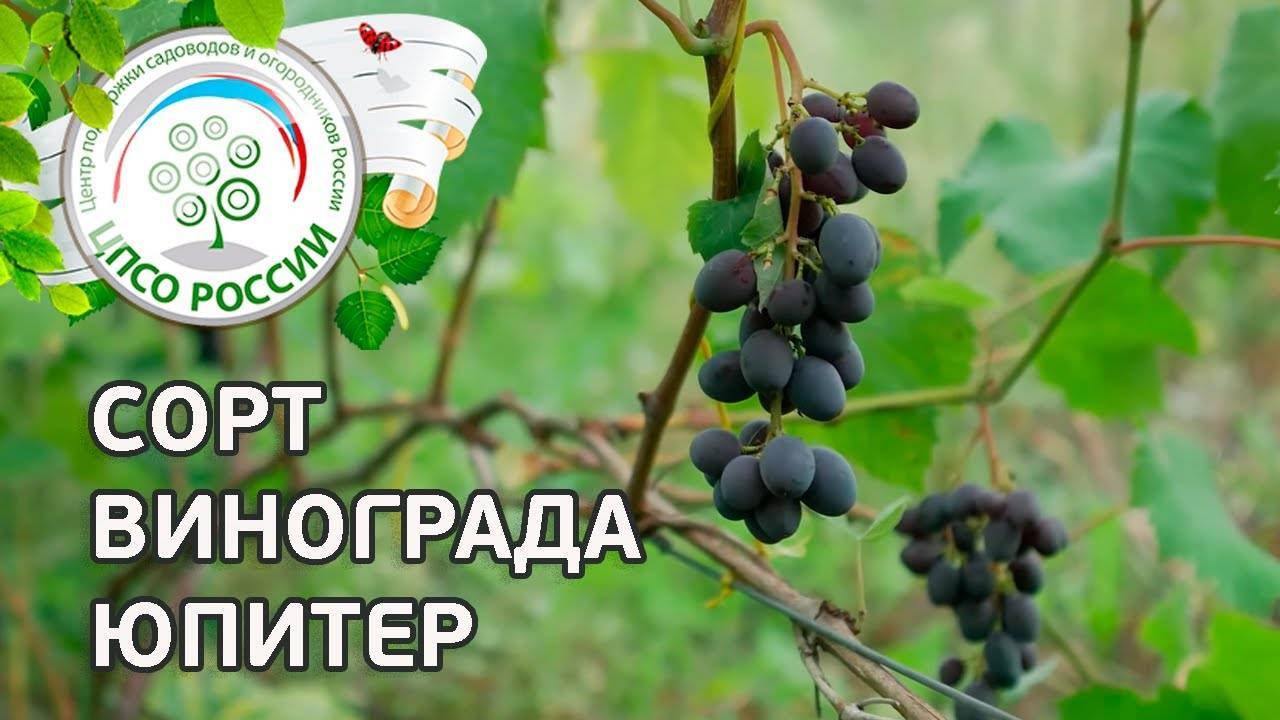 Виноград «юпитер»: описание сорта, фото, отзывы