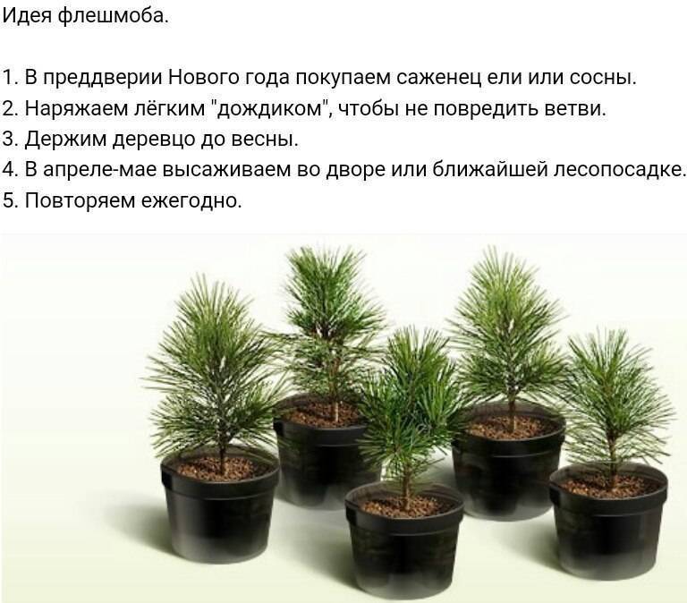 Кедр: посадка и уход в открытом грунте