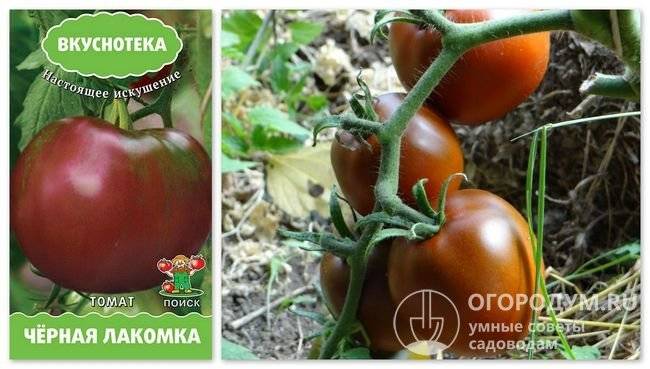 Томат лакомка: описание и характеристика сорта, отзывы, фото, урожайность | tomatland.ru
