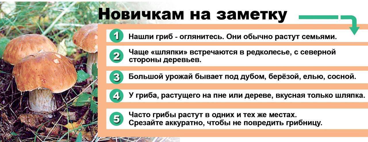 Грибы саратовской области
