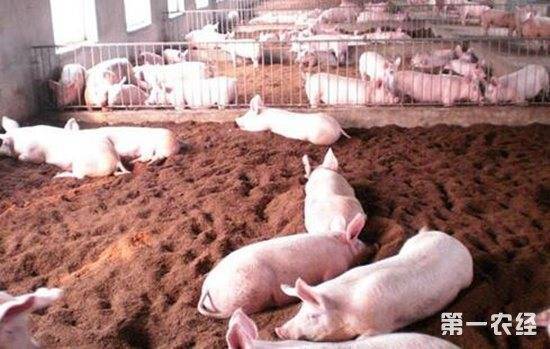 Содержание свиней зимой – аграрий
