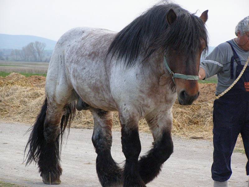 Бельгийский тяжеловоз брабансон: описание породы лошадей, фото