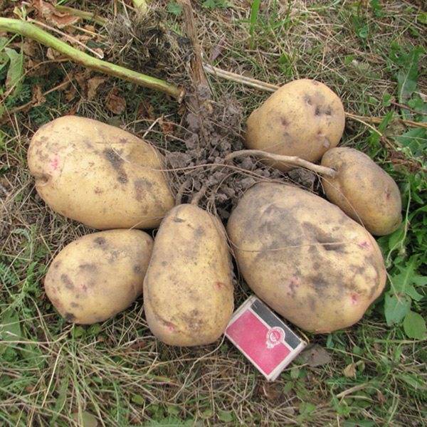 Сорта картофеля для тверской области лучшие описание фото