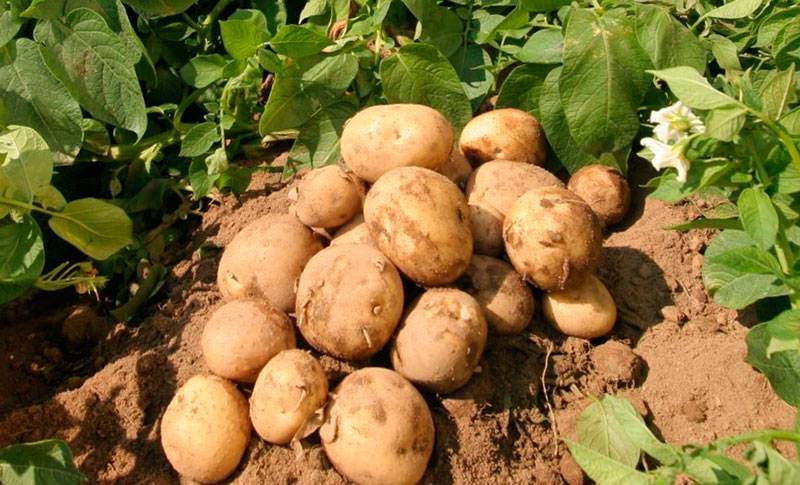 Сорта белого картофеля в россии фото и описание