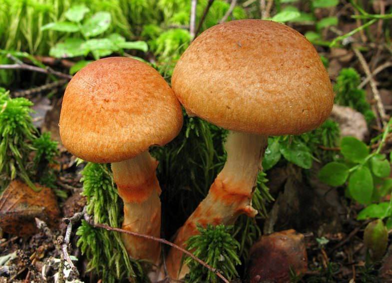 Виды гриба паутинника: жёлтый, благородный, фиолетовый