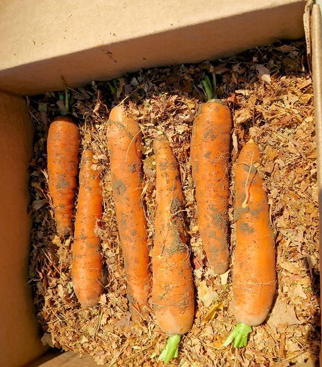 Как хранить морковь в домашних условиях в квартире и частном доме