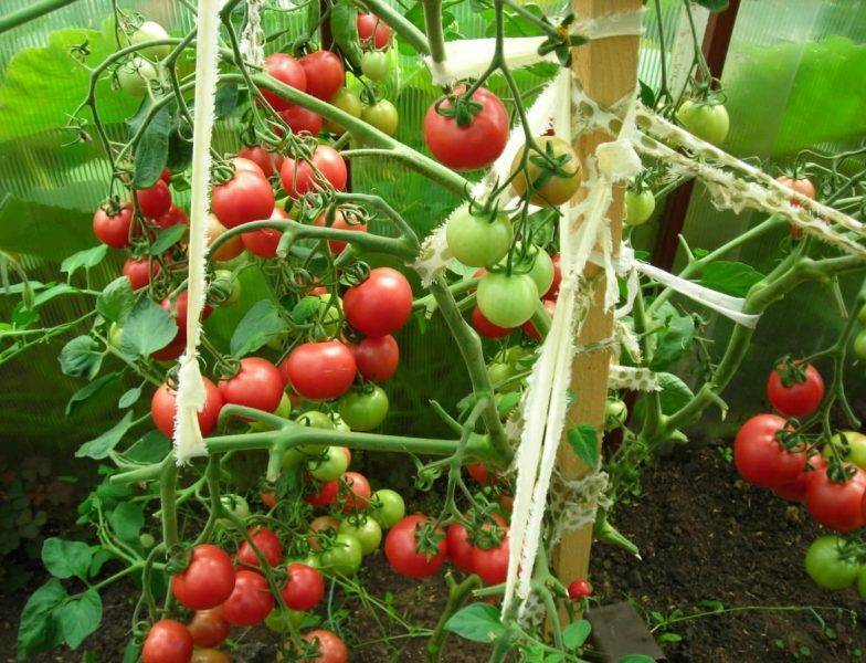 Описание и характеристики сорта томатов мазарини, урожайность и выращивание