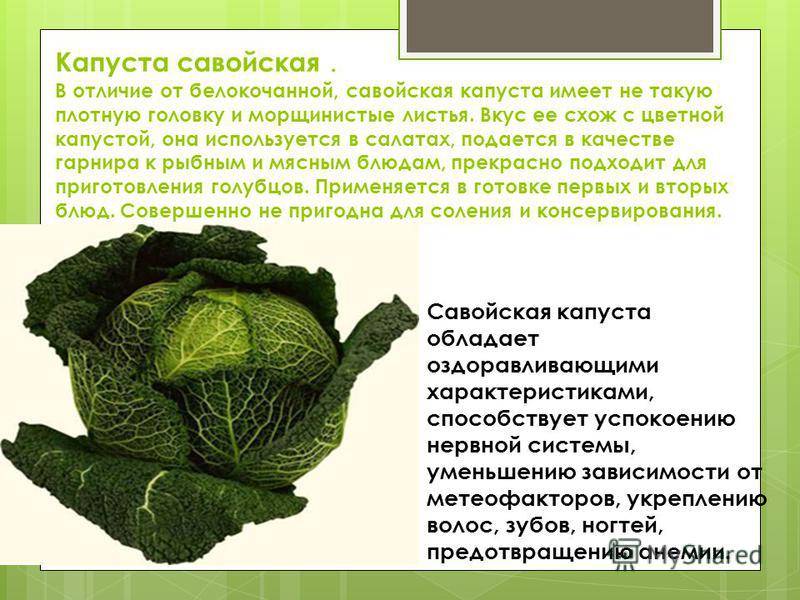 Савойская капуста: сорта, выращивание и уход, хранение на зиму, полив, подкормка, болезни и вредители